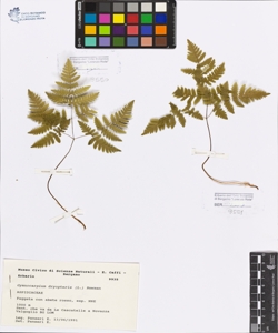 Gymnocarpium dryopteris (L.) Newman