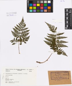 Dryopteris dilatata (Hoffm.) A.Gray