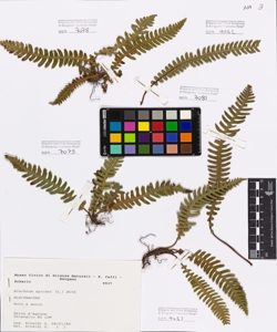 Blechnum spicant (L.) Roth