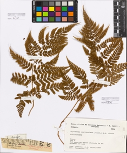 Dryopteris carthusiana (Vill.) H.P. Fuchs