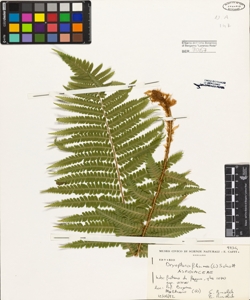 Dryopteris filix-mas (L.) Schott