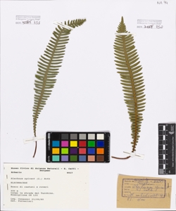 Blechnum spicant (L.) Roth