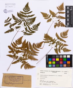 Gymnocarpium dryopteris (L.) Newman