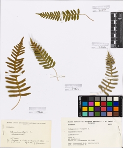 Polypodium vulgare L.