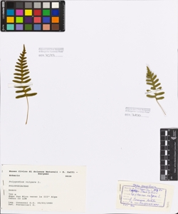 Polypodium vulgare L.