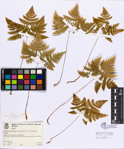 Gymnocarpium dryopteris (L.) Newman