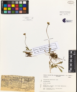 Hieracium auricula Lam.