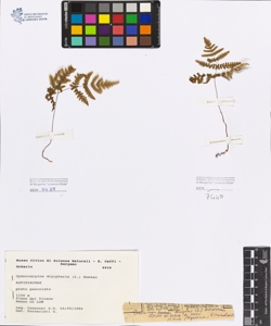 Gymnocarpium dryopteris (L.) Newman