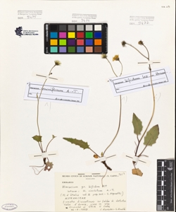 Hieracium gr.bifidum Kit