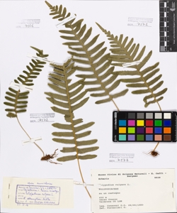 Polypodium vulgare L.