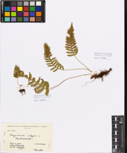 Polypodium vulgare L.