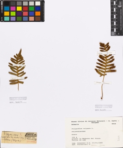 Polypodium vulgare L.