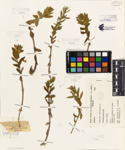 Gratiola officinalis L.