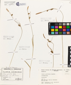 Carex punctata Gaudin