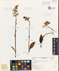 Platanthera bifolia (L.) Rchb.