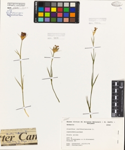 Dianthus carthusianorum L.