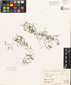 Lemna trisulca L.
