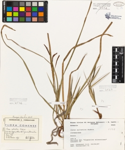 Carex sylvatica Hudson