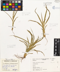 Carex sylvatica Hudson