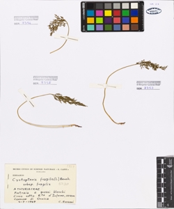 Cystopteris fragilis (L.) Bernh. subsp. fragilis