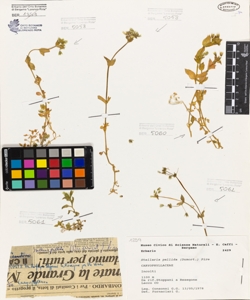 Stellaria pallida (Dumort.) Pire