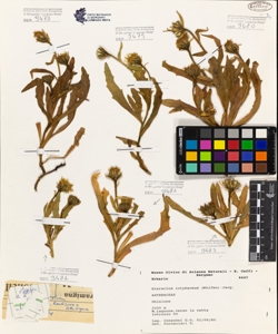 Hieracium intybaceum (Wulfen) Jacq.