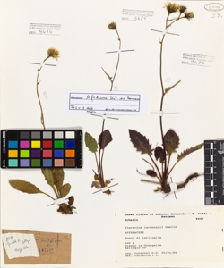 Hieracium lachenalii Gmelin