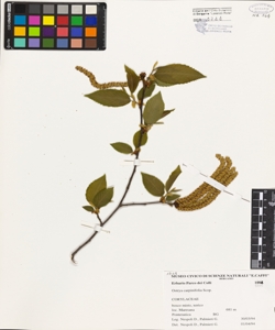 Ostrya carpinifolia Scop.