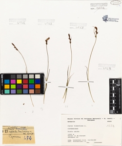 Carex tomentosa L.
