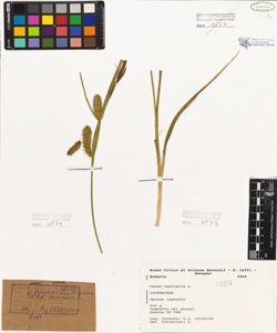 Carex vesicaria L.