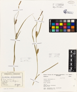 Carex vesicaria L.
