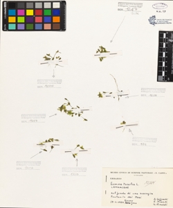 Lemna trisulca L.