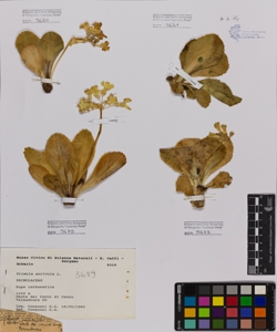 Primula auricula L.