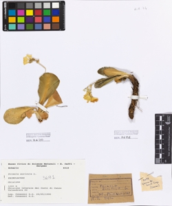 Primula auricula L.