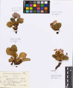 Primula daonensis (Leybold) Leybold