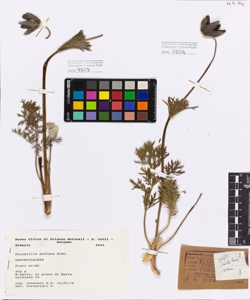 Pulsatilla montana Rchb.