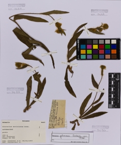 Hieracium morisianum Rchb.