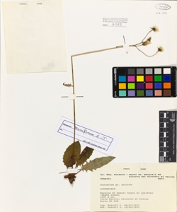 Hieracium gr. Murorum