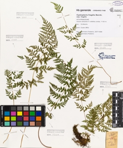 Cystopteris fragilis (L.) Bernh. subsp. fragilis