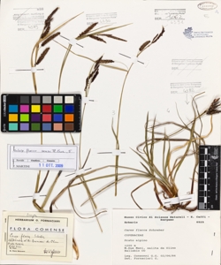 Carex flacca Schreber