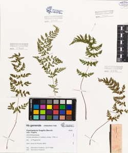 Cystopteris fragilis (L.) Bernh. subsp. fragilis