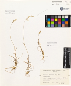 Avenella flexuosa (L.) Parl.