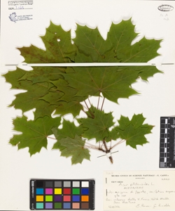 Acer platanoides L.