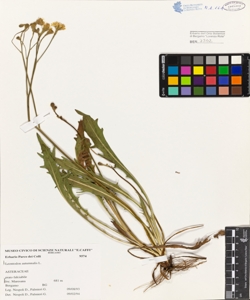 Leontodon autumnalis L.