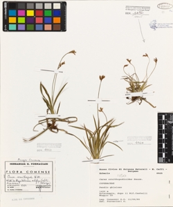 Carex ornithopodioides Hausm.