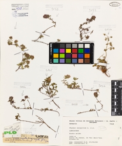 Thymus serpyllum L. s.s.