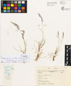 Agrostis rupestris All.