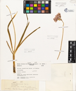 Allium insubricum Boiss. et Reuter