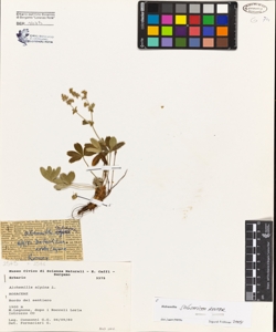 Alchemilla alpina L.