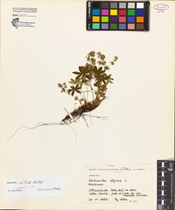 Alchemilla alpina L.